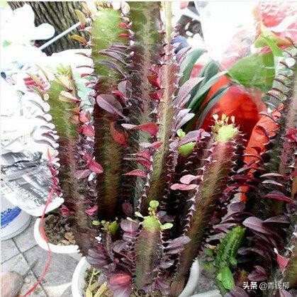 多肉植物赫拉的繁殖方法,九尾狐多肉植物繁殖方法