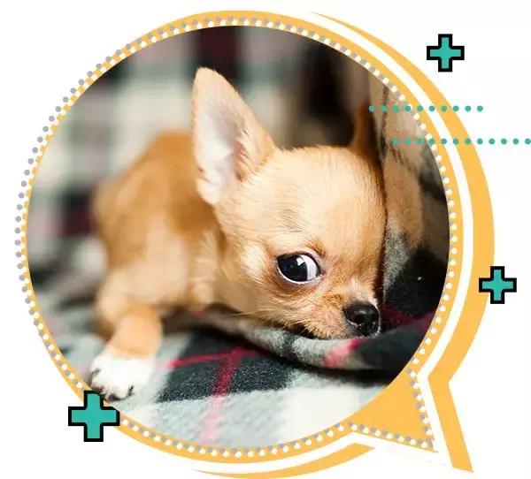 十大热门小型短毛犬,十大最小小型犬可爱图片