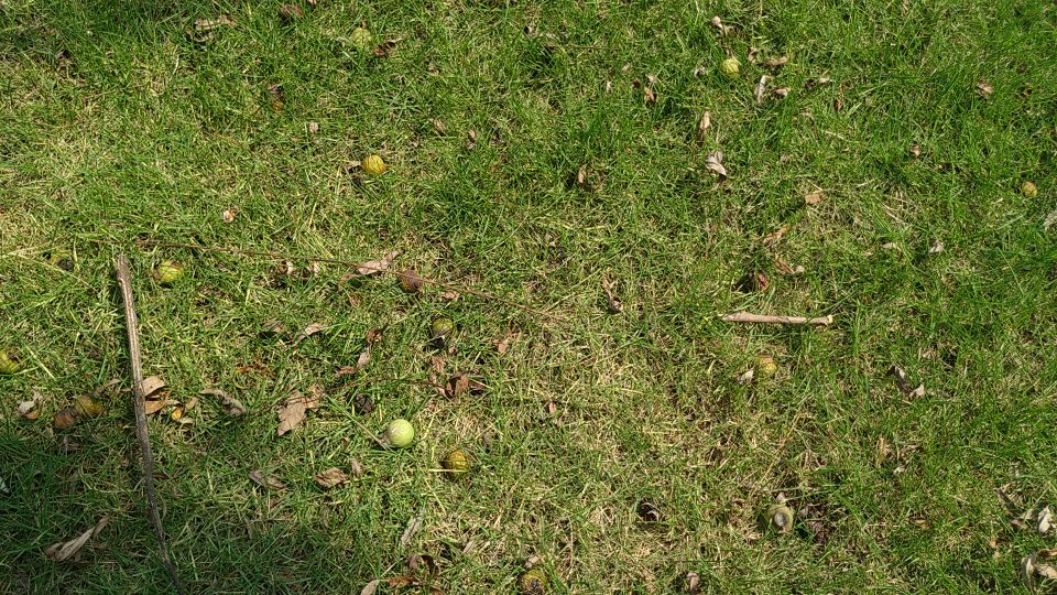 西湖风物志：随处可见的绿果果，老杭州都说是宝贝，竟然免费捡？