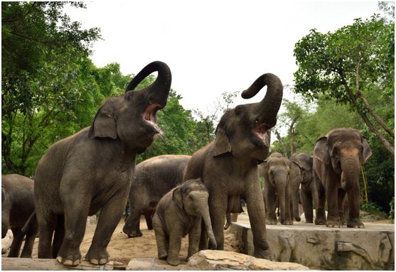 2021国庆节广州长隆野生动物门票,广州长隆野生动物世界门票攻略