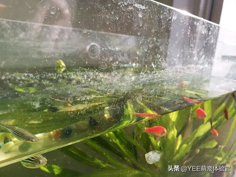 用亚克力板做鱼缸的缺点,亚克力鱼缸的优缺点