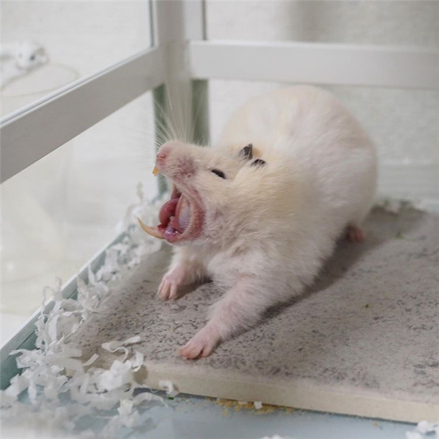 仓鼠会睡眠不足吗,仓鼠不停打哈