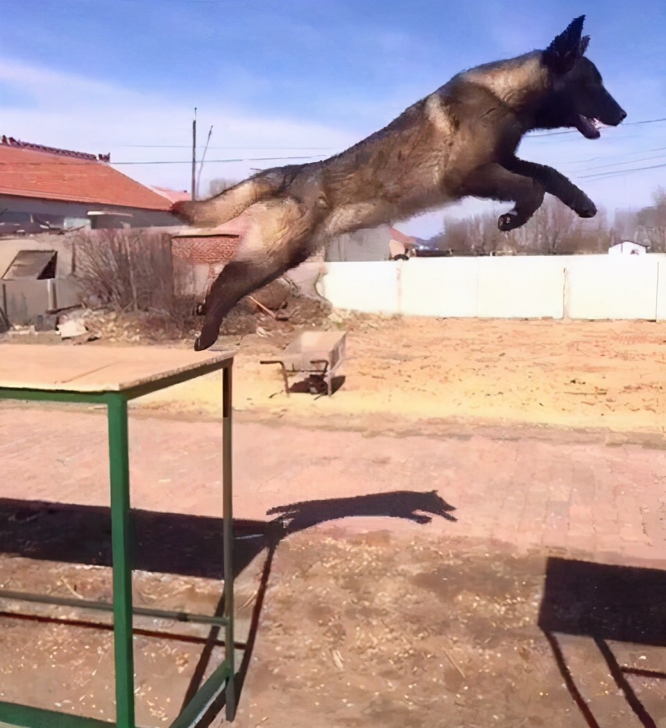 马犬和德牧杂交的后代好看吗,马犬凭什么叫板德牧一哥