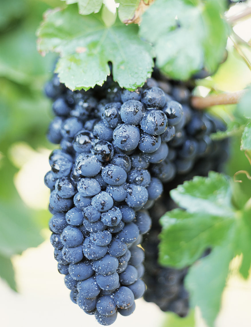 西拉葡萄酒简介,西拉葡萄酒的含义