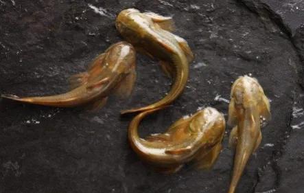 名贵的六种鱼你吃过几种,20种名贵海鱼