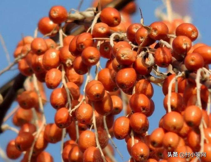 盐碱地种植什么品种树,70亩盐碱地适合种什么