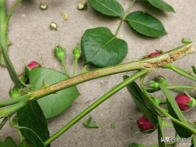 教你识别十大虫害,专治各种害虫图谱大全