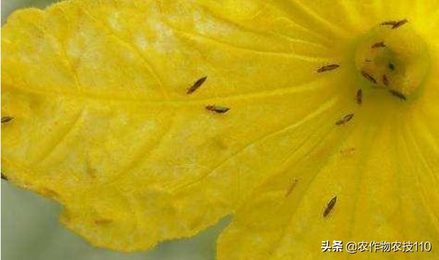 南瓜高产种植，病害重、虫子多；如何防治效果好呢？