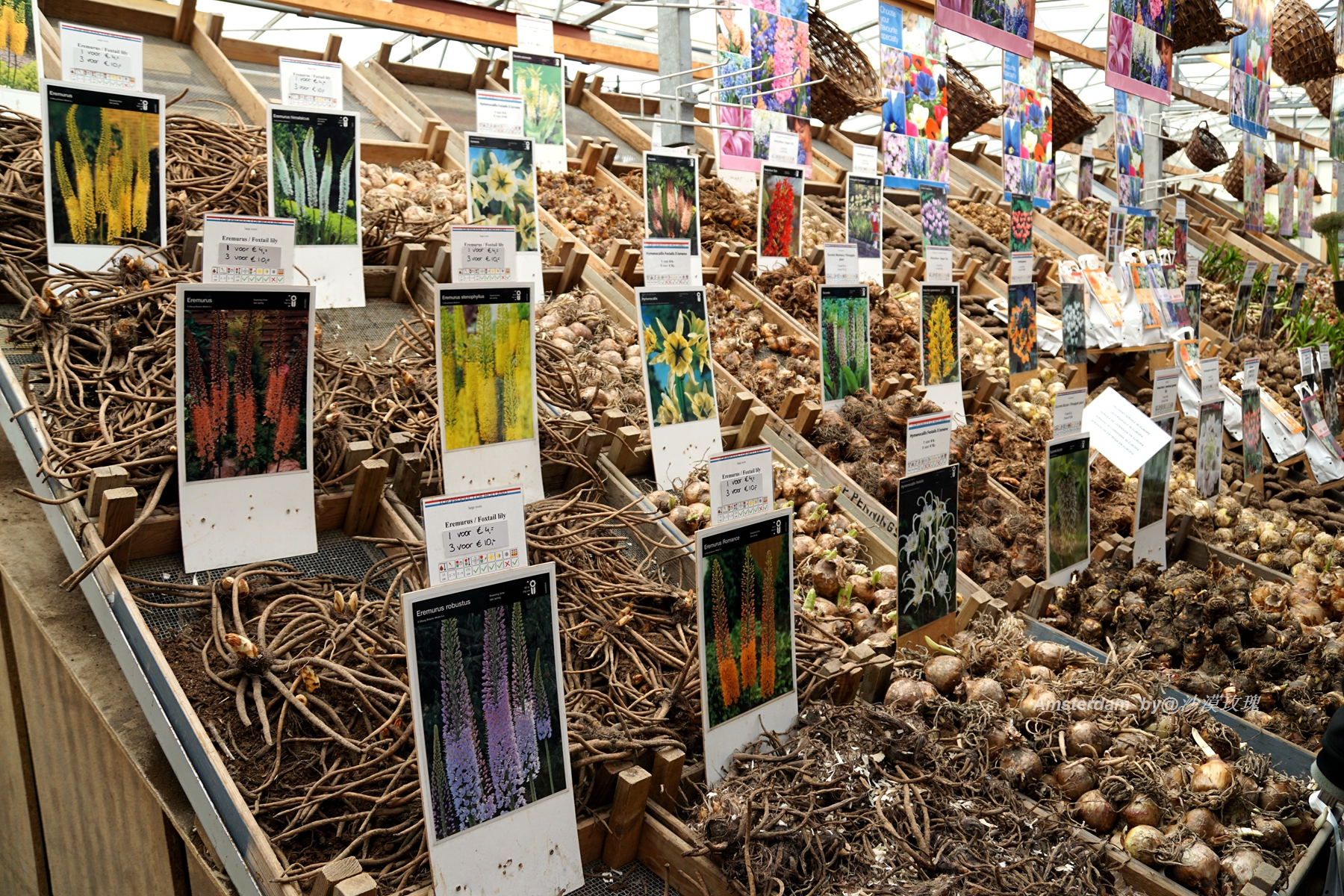 带你观赏荷兰郁金香,荷兰郁金香花海什么时候开