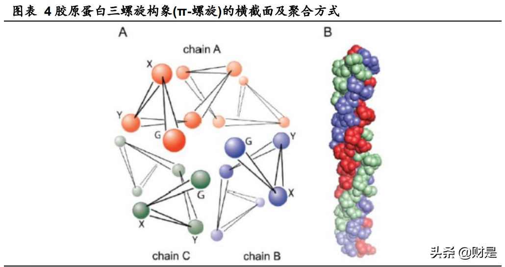 胶原蛋白市场分析,胶原蛋白的深入研发