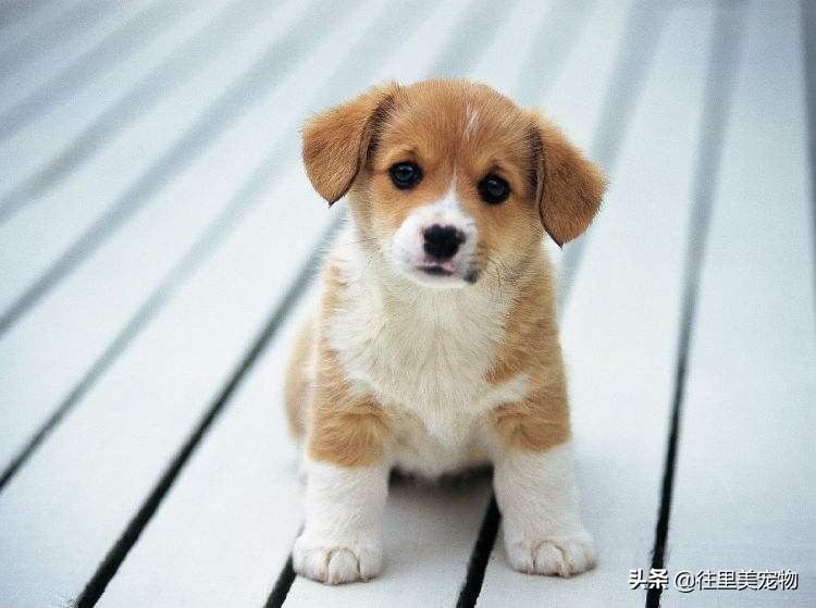 狗狗大便拉不出来拉回来还是软便,狗狗经常软便拉稀是什么原因