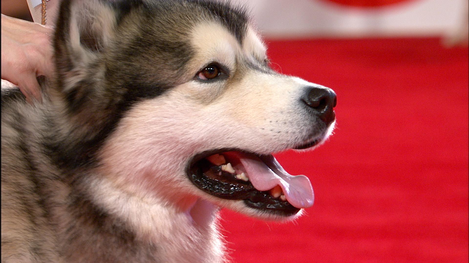 阿拉斯加为什么是雪橇三傻老大,阿拉斯加二哈雪橇三傻怎么区分