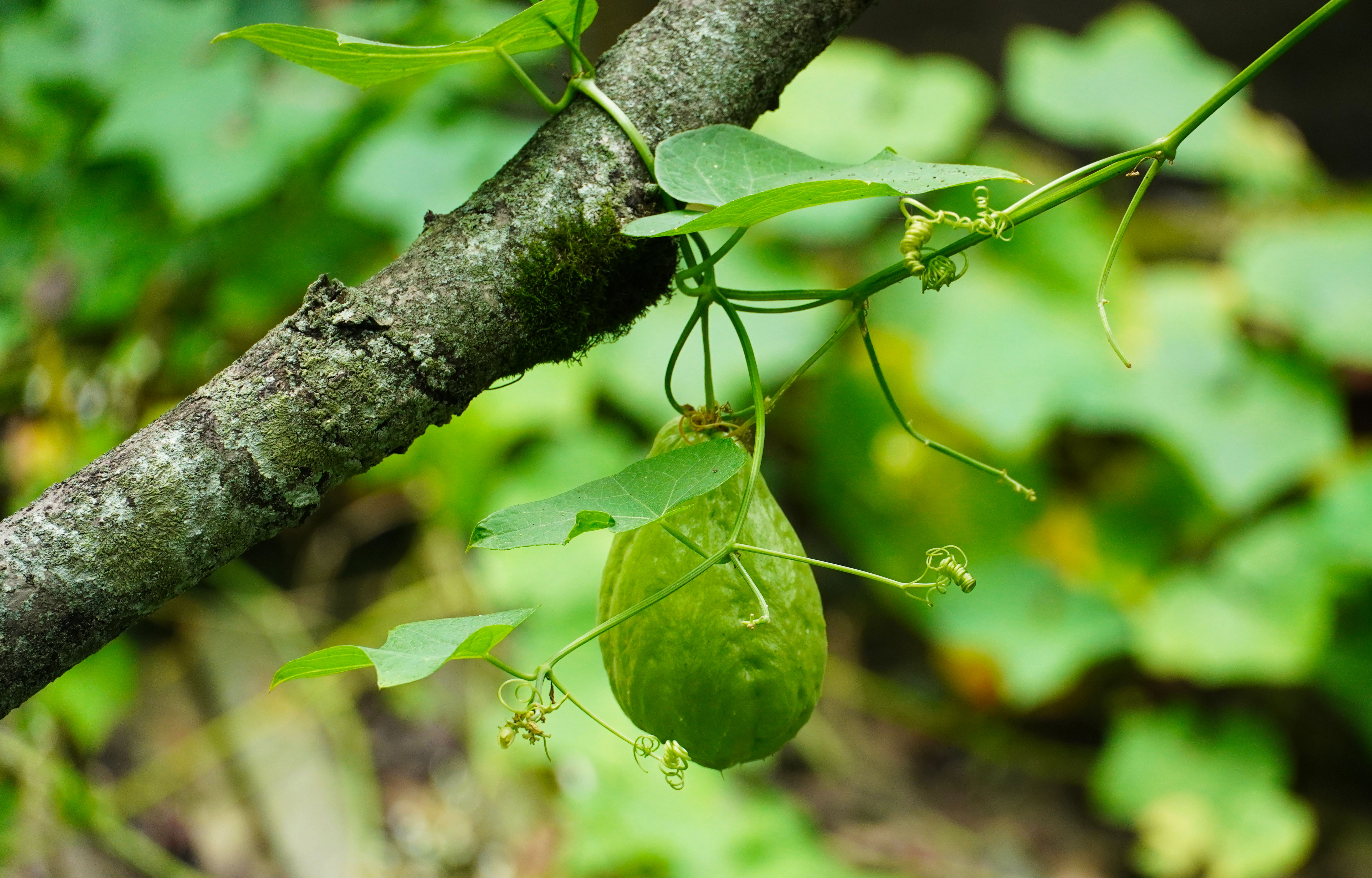 乡里南瓜子土特产,农家土特产南瓜子