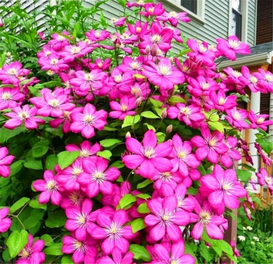 铁线莲过冬需要修剪吗,铁线莲10月可以修剪吗