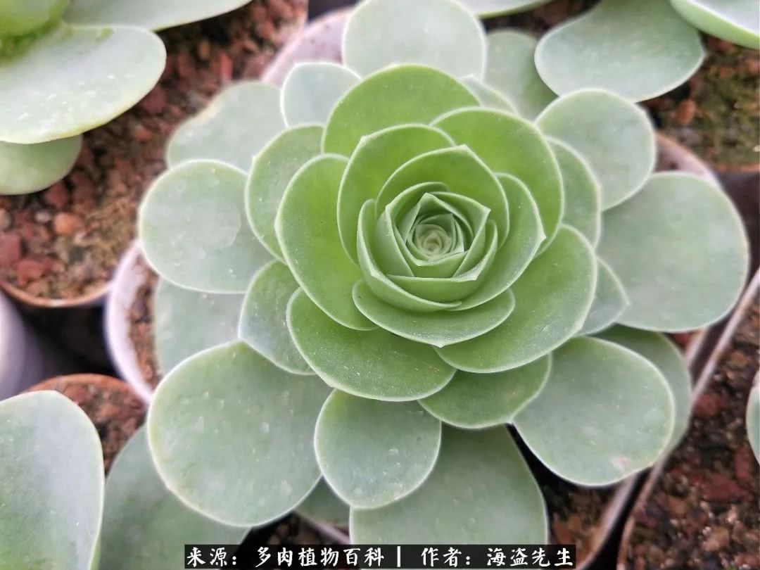 介绍多肉生长特点,多肉植物科普讲解图片视频