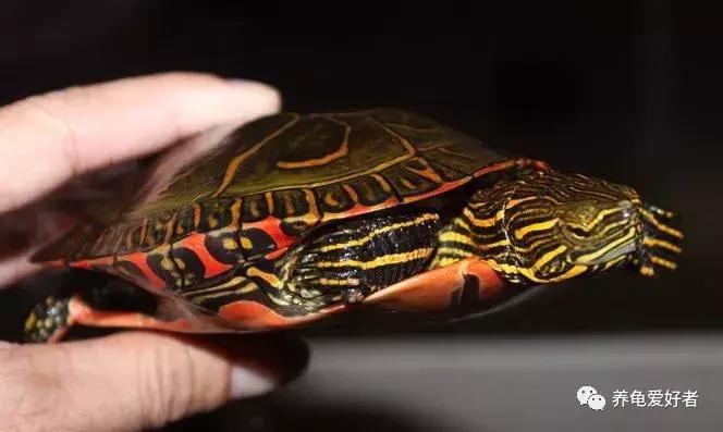 龟的各个器官的作用,龟类有哪几种类