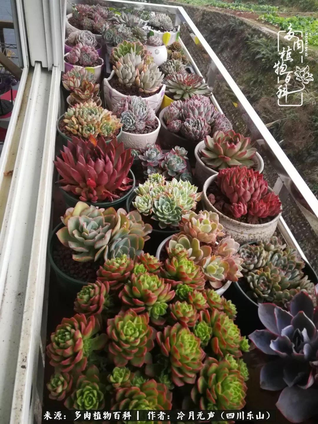 时光见证多肉故事,关于多肉的故事