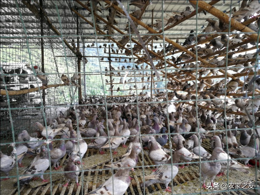 广西大新：赵建成夫妻双双合唱致富“鸽”