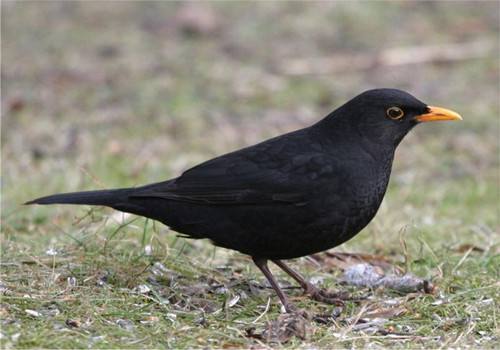 笠翁对韵启蒙经典,笠翁对韵国学启蒙