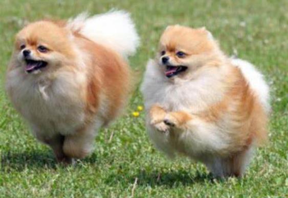 英式博美和美式的哪个贵,英式博美好还是美式博美好