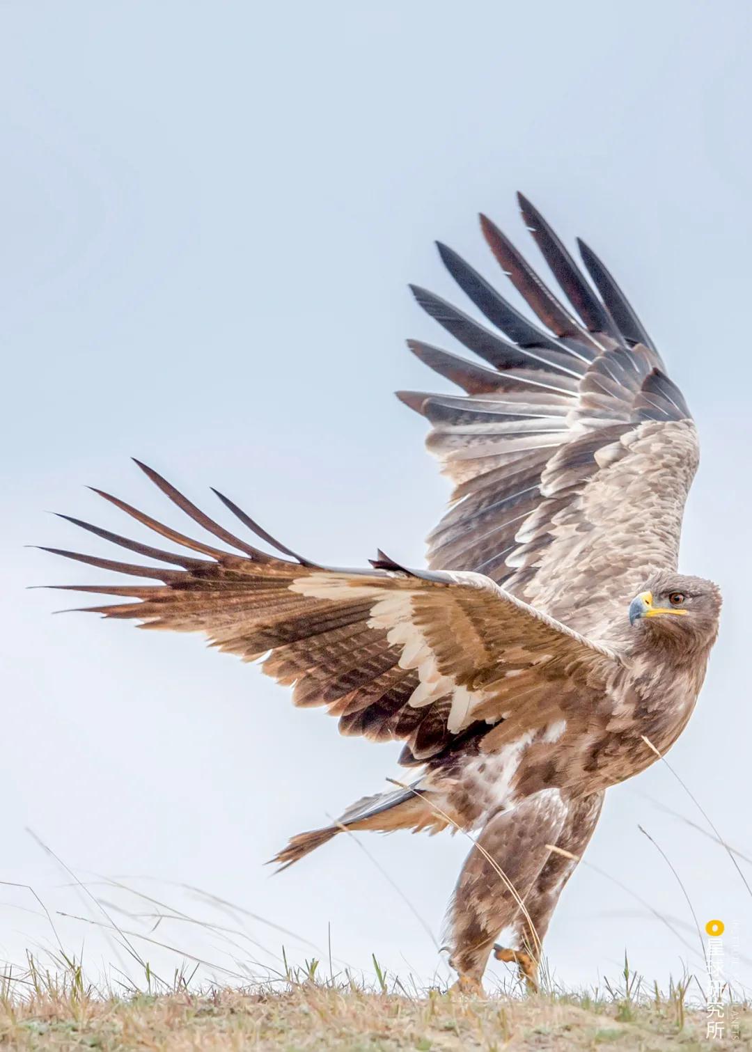 林草领域知识图谱,林草科普专业术语