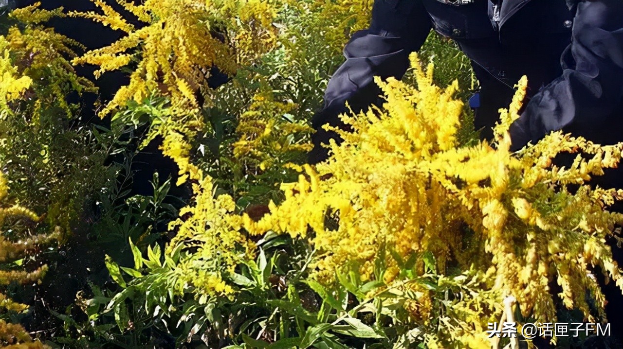 4米长，手臂粗！海关截获眼镜王蛇，现场还在不断喷射毒液