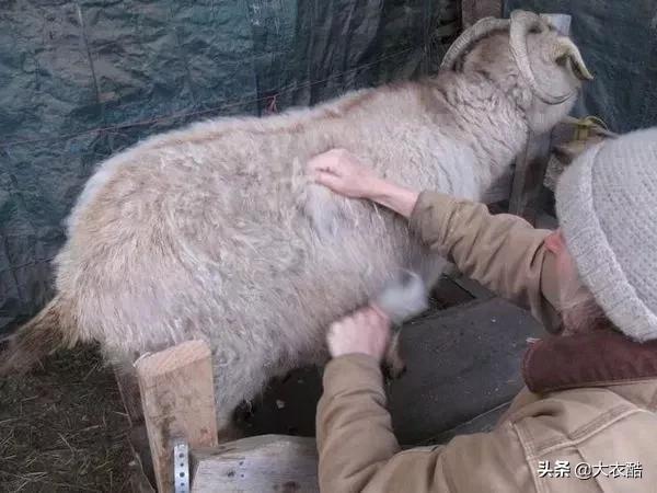 别傻乎乎分不清“羊绒大衣”和“双面呢大衣”,为什么差别10倍?