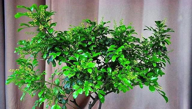 米兰叶子发黄发黑掉落是什么原因,米兰花期浇水的正确方法