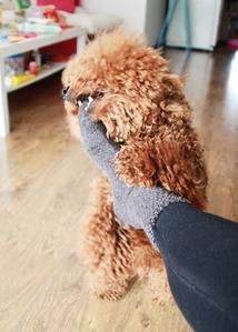 泰迪各种动作代表的意思,怎样训练泰迪做恭喜动作