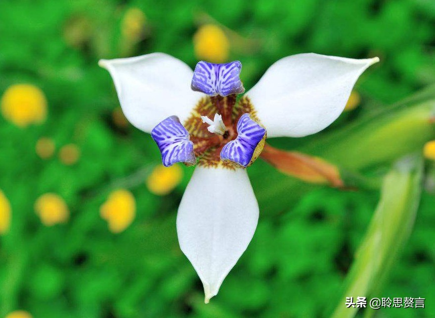 蝴蝶花的诗句大全,蝴蝶花诗句经典名句