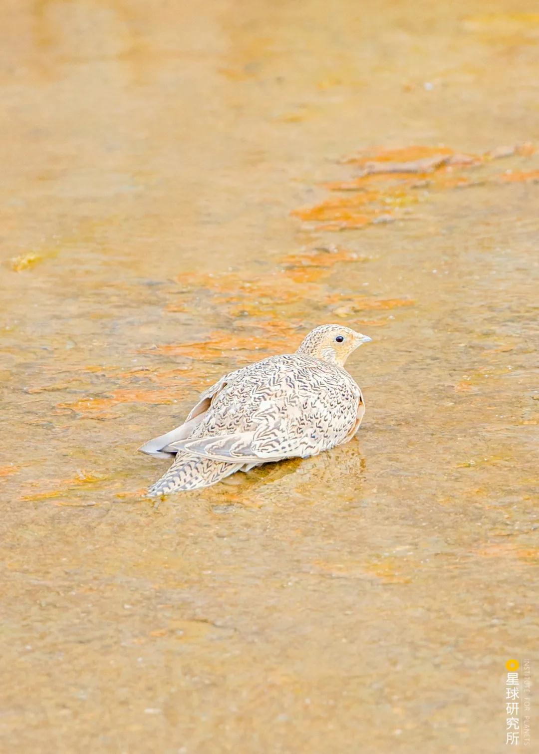 林草领域知识图谱,林草科普专业术语