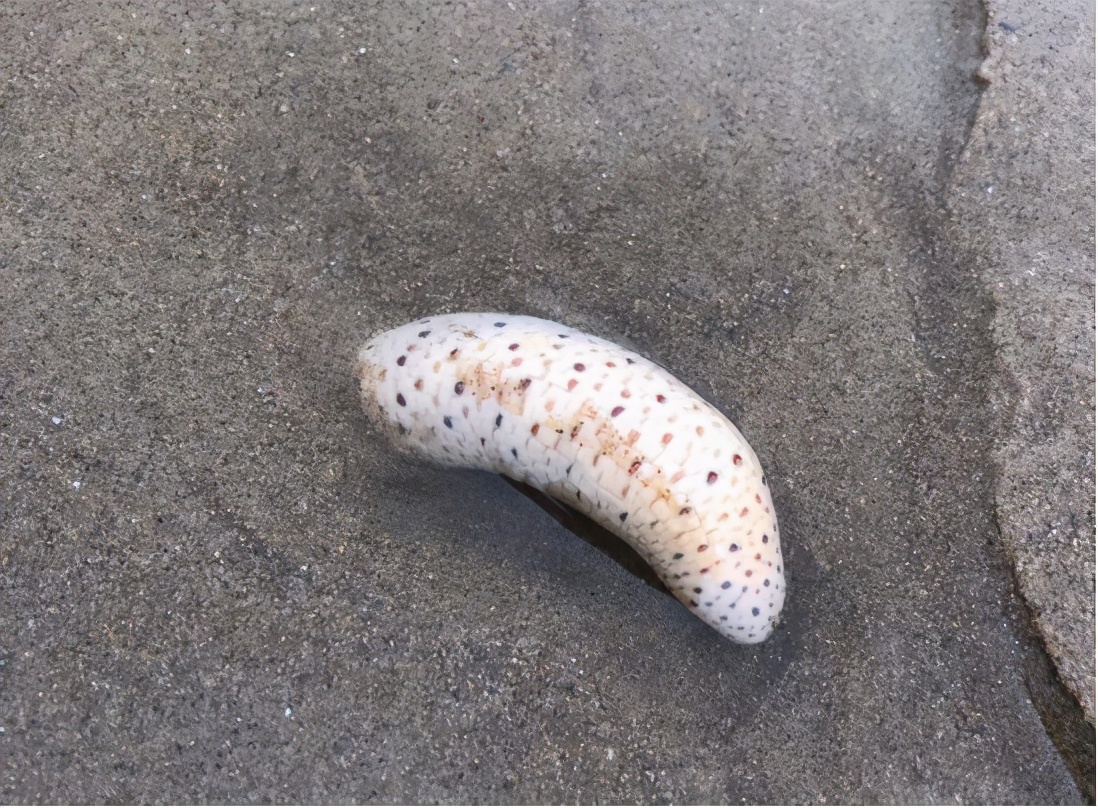 显微镜观察人类精子放大100倍,琥珀里的大型生物