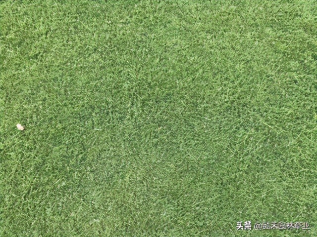 果岭草草坪介绍,果岭草的由来