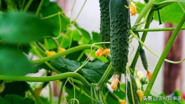黄瓜烂头顶怎么防治,黄瓜烂杆病该怎样防治