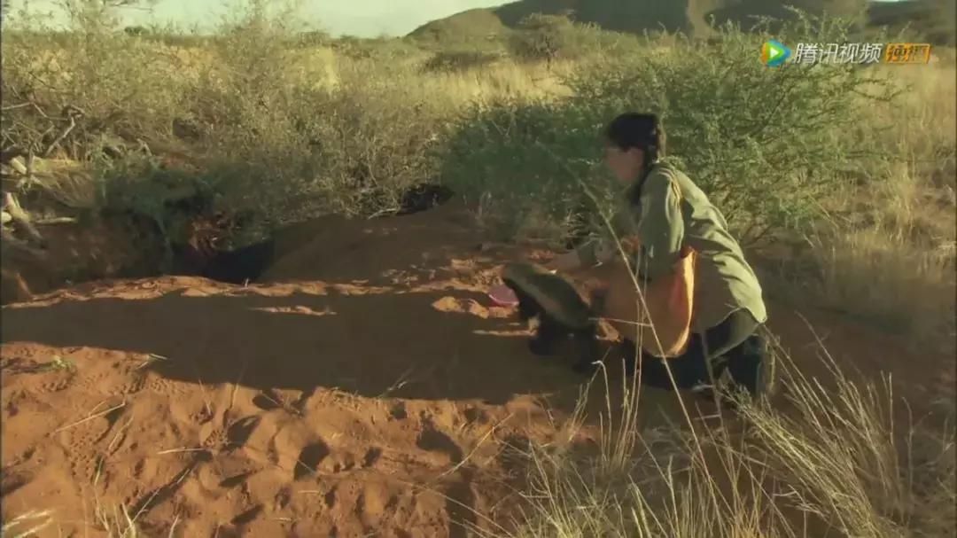跟狮子抢肉，怼非洲鬣狗，看硬核“平头姐”成长史！