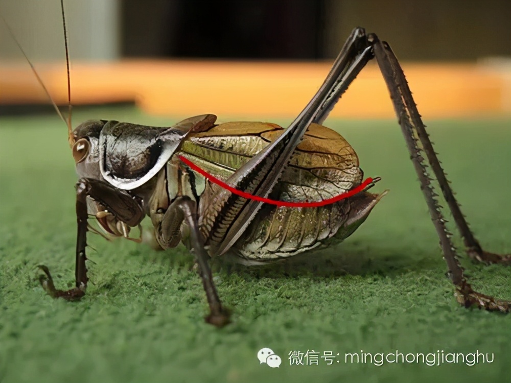 冬蝈蝈怎么挑选,介绍蝈蝈的说明方法