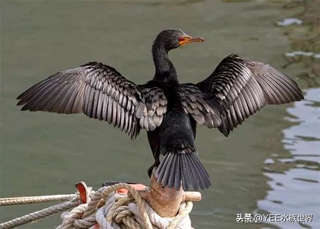 鱼鹰老人:可不可以,不要忘了我们