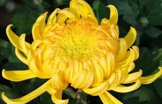 100岁长寿指南:人懒、有钱、吃花、不当官