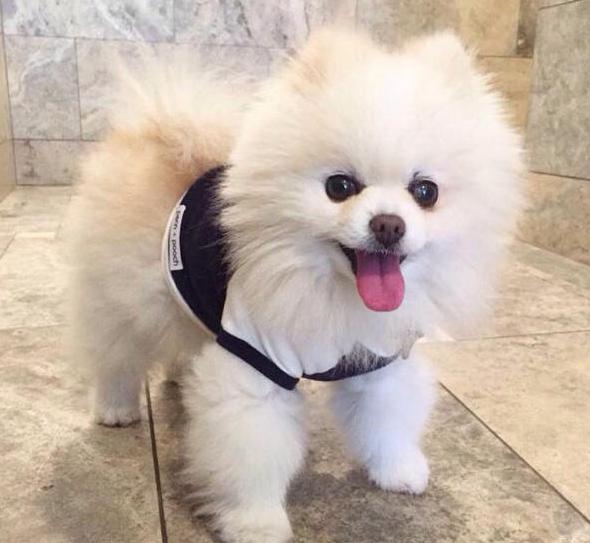 养五个月的博美新手要注意什么,博美怎么养才养得好呢