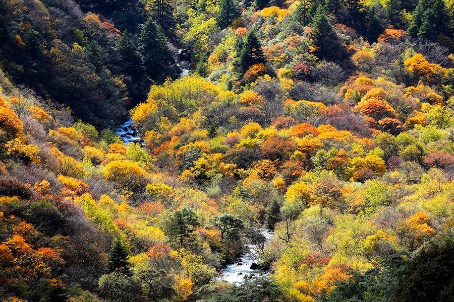 成都2天来回的温泉推荐，彩林雪景青山绿水，美成仙境
