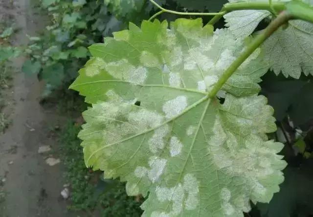 克瑞森葡萄常见病害,夏黑葡萄常见病害及防治