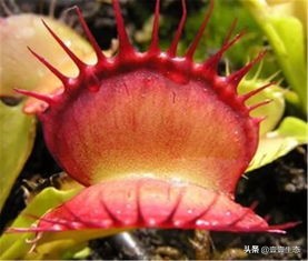 壹壹生态小百科-捕蝇草
