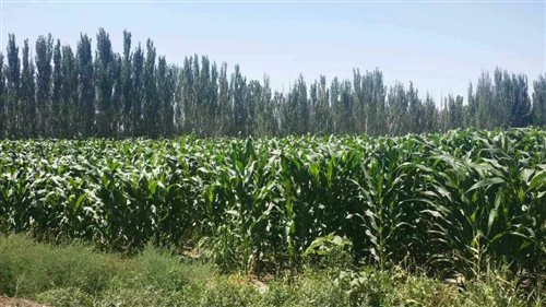 义乌花海在哪个地方,厦门有花海的地方