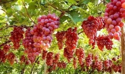 经典边塞诗凉州词,千古名诗凉州词