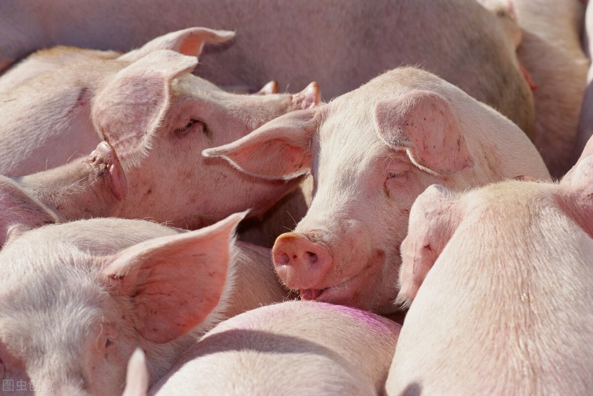 丁磊养猪刘强东养鸡,马云养猪刘强东养什么