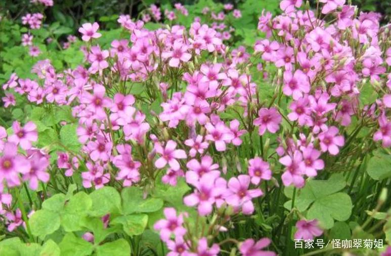 白花三叶草治什么病,白花三叶草怎么清除