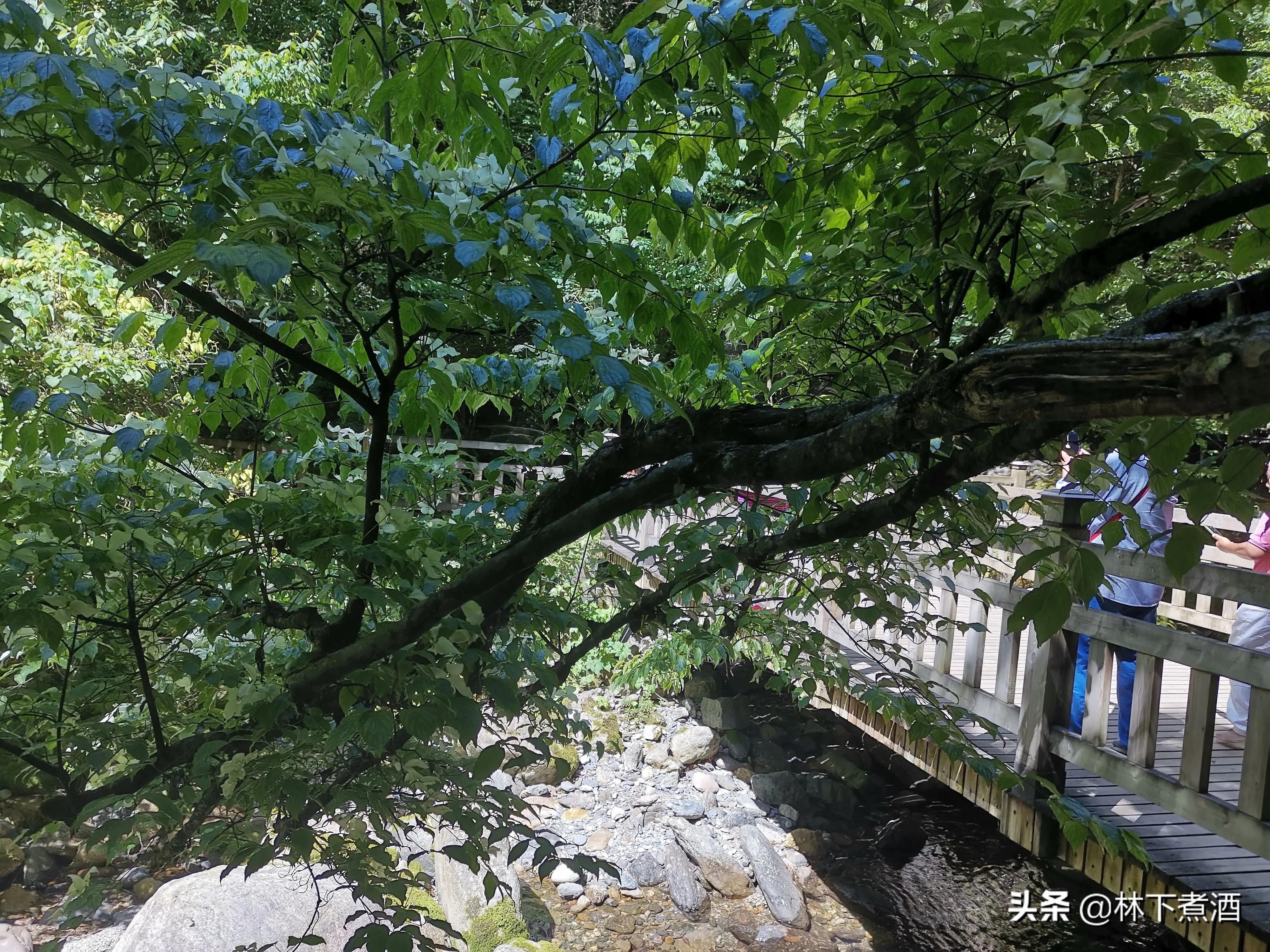 做一个木鱼的步骤,神农架木鱼镇跟木鱼小镇