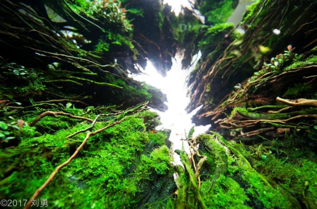 造景如何看起来有层次,十个最好看的造景