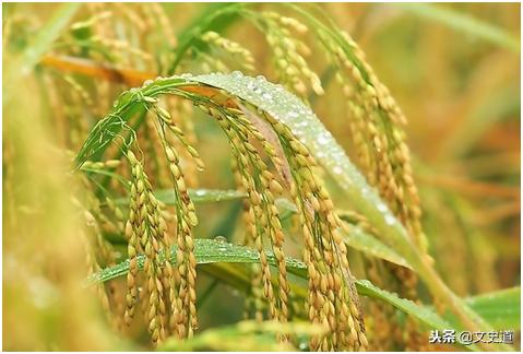 经典田园诗词名句,农民种地的最美诗句