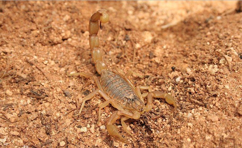 五毒之中蝎子的种类,五毒之首是蜘蛛还是蝎子